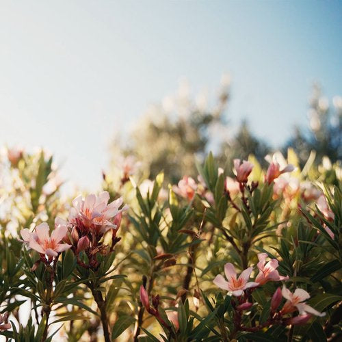 Oleander_by_the_sea_copy